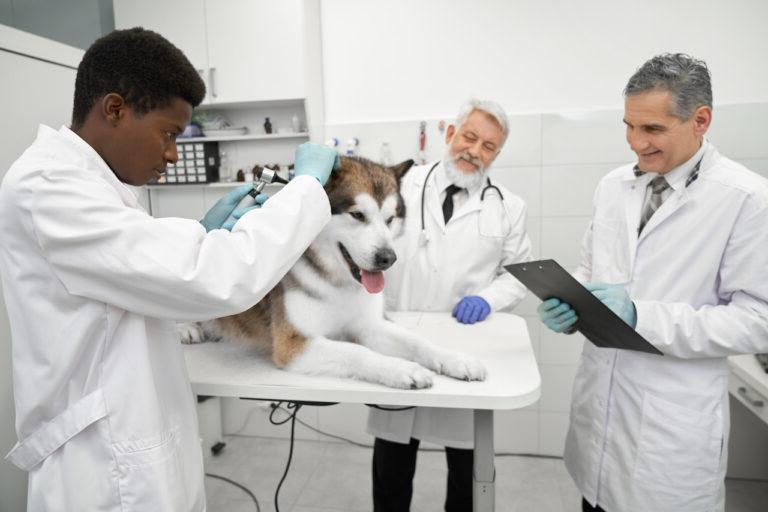 Veterinarians with dog